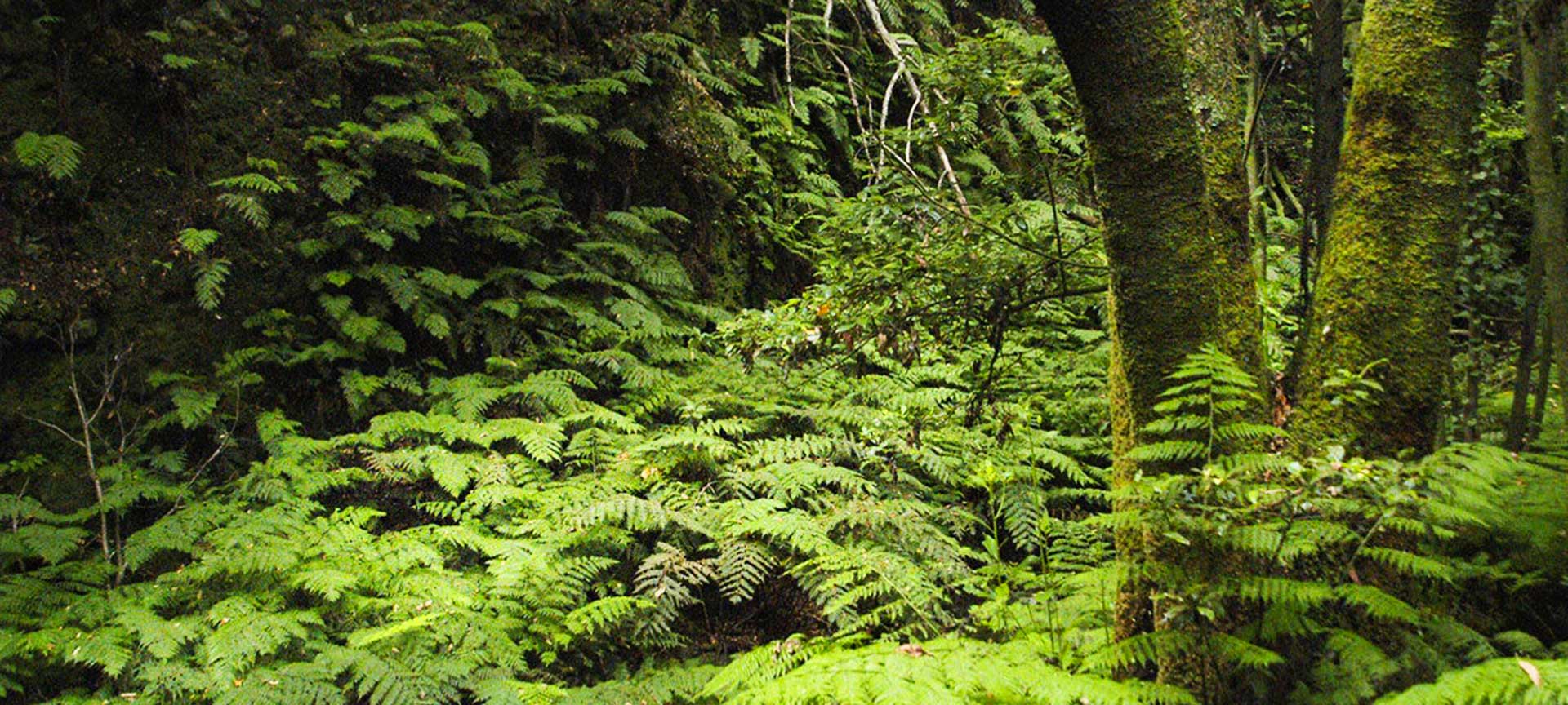 Senderismo por el Bosque Encantado Indigo Expediciones